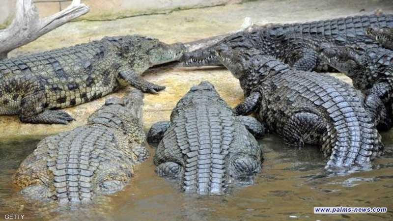 تايلاند تعدم أكثر من مئة تمساح